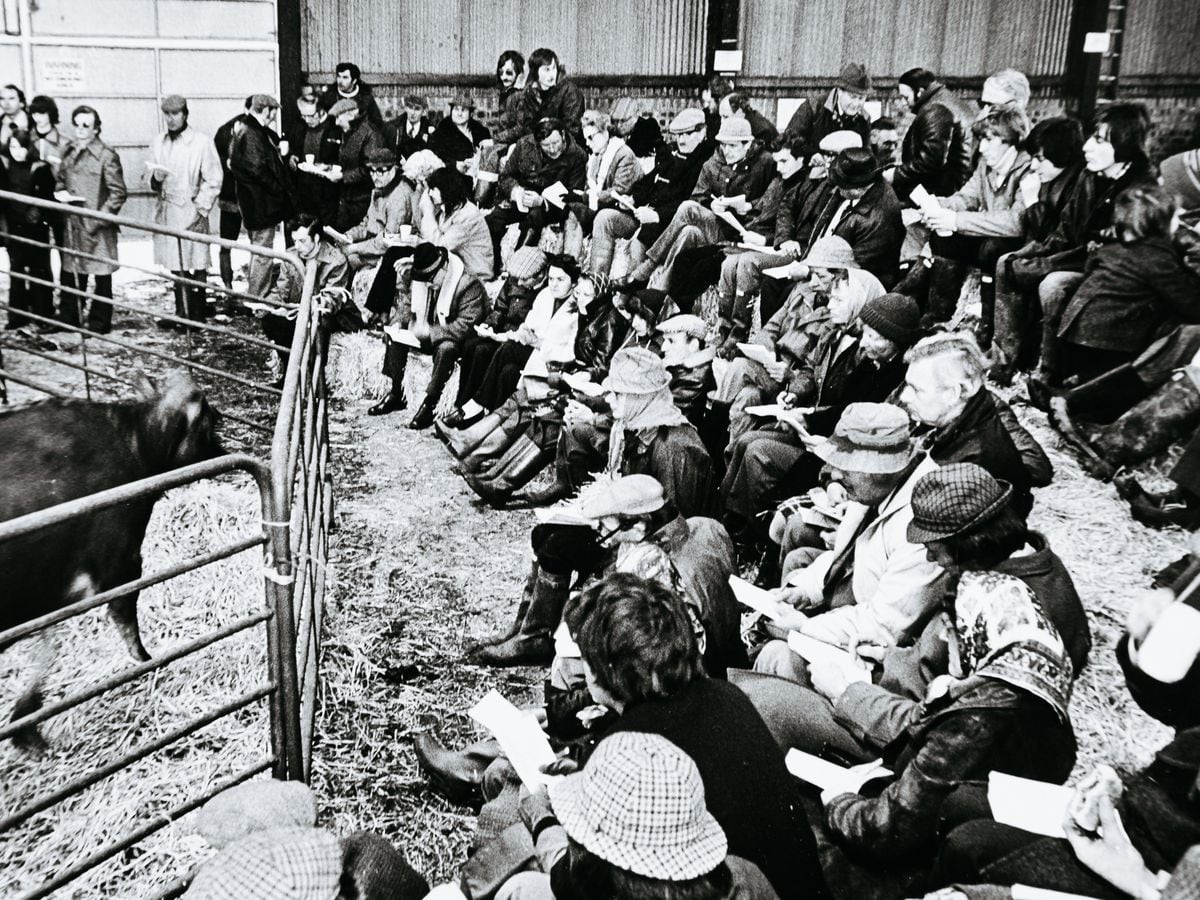 The Earl of Bradford's Jersey herd going under the hammer in April, 1978