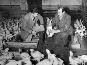 Don Walls, left, and Charlie Wood, lay their plans for a poultry revolution at The Grove in 1956 or early 1957.