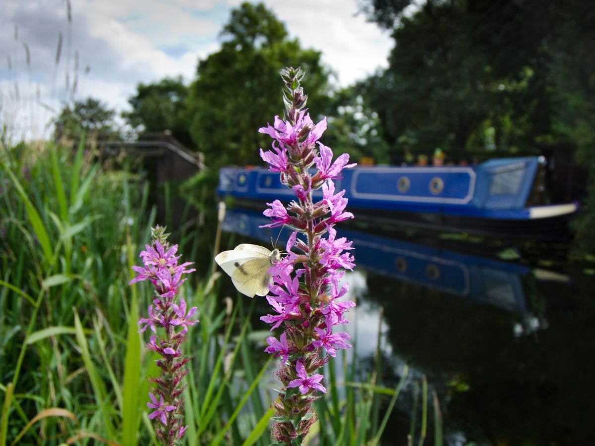 Butterfly on the Erewash Canal