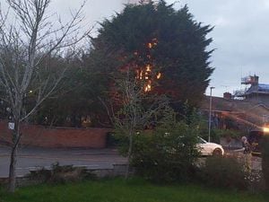 The tree was found alight on Thursday evening. Photo: @SFRS_Wem