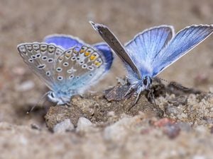 The silver-studded blue butterfly
