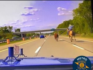 Screengrab from Michigan State Police dashcam footage of a cow running on the freeway while a cowboy attempts to lasso the bovine