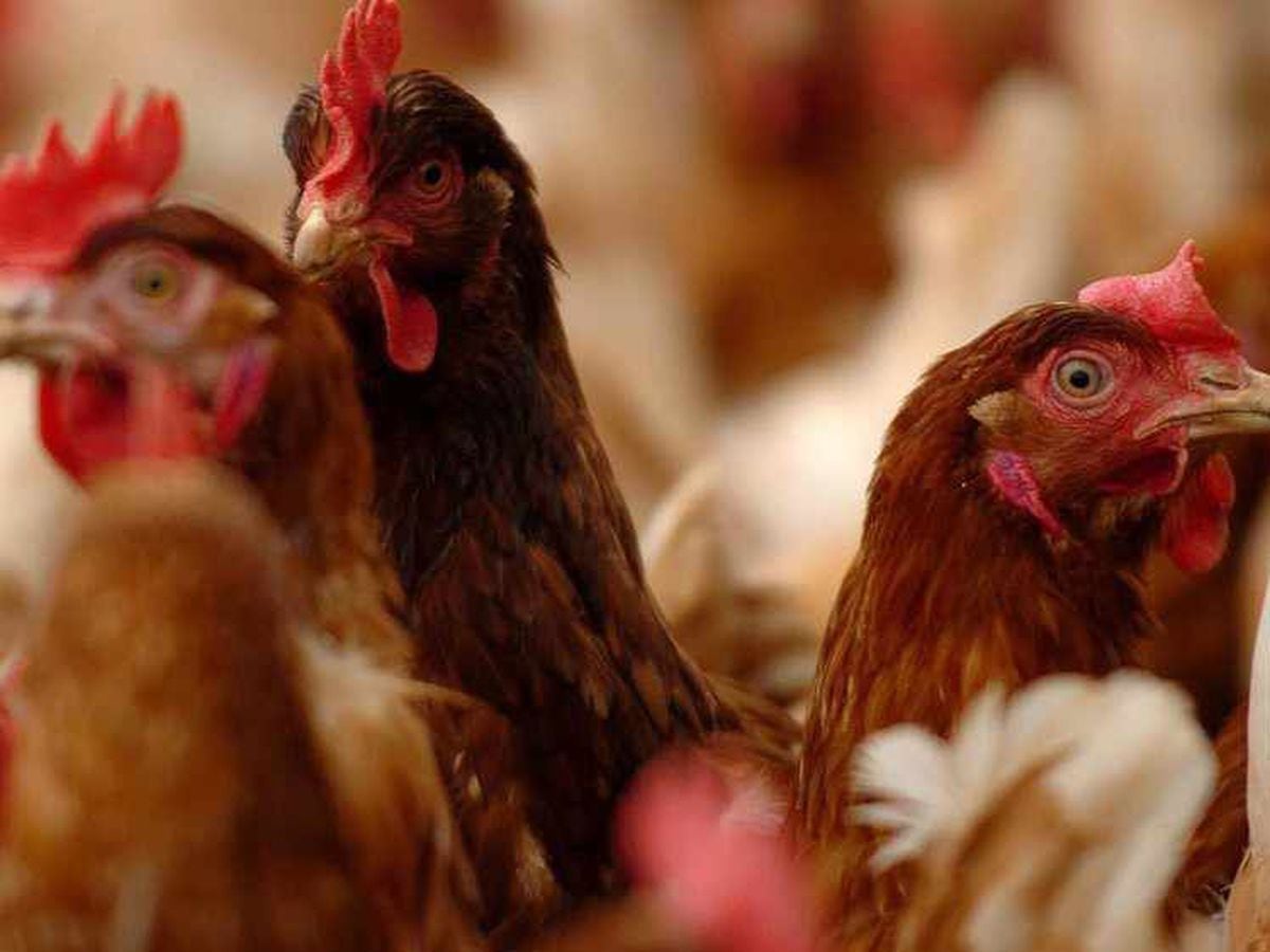 Chicken farm near Market Drayton given permission to double in size despite concerns over smell 