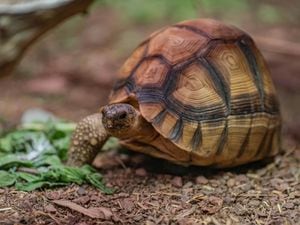 Ploughshare tortoise Hope is now settling into a new life at Chester Zoo (Chester Zoo/PA)