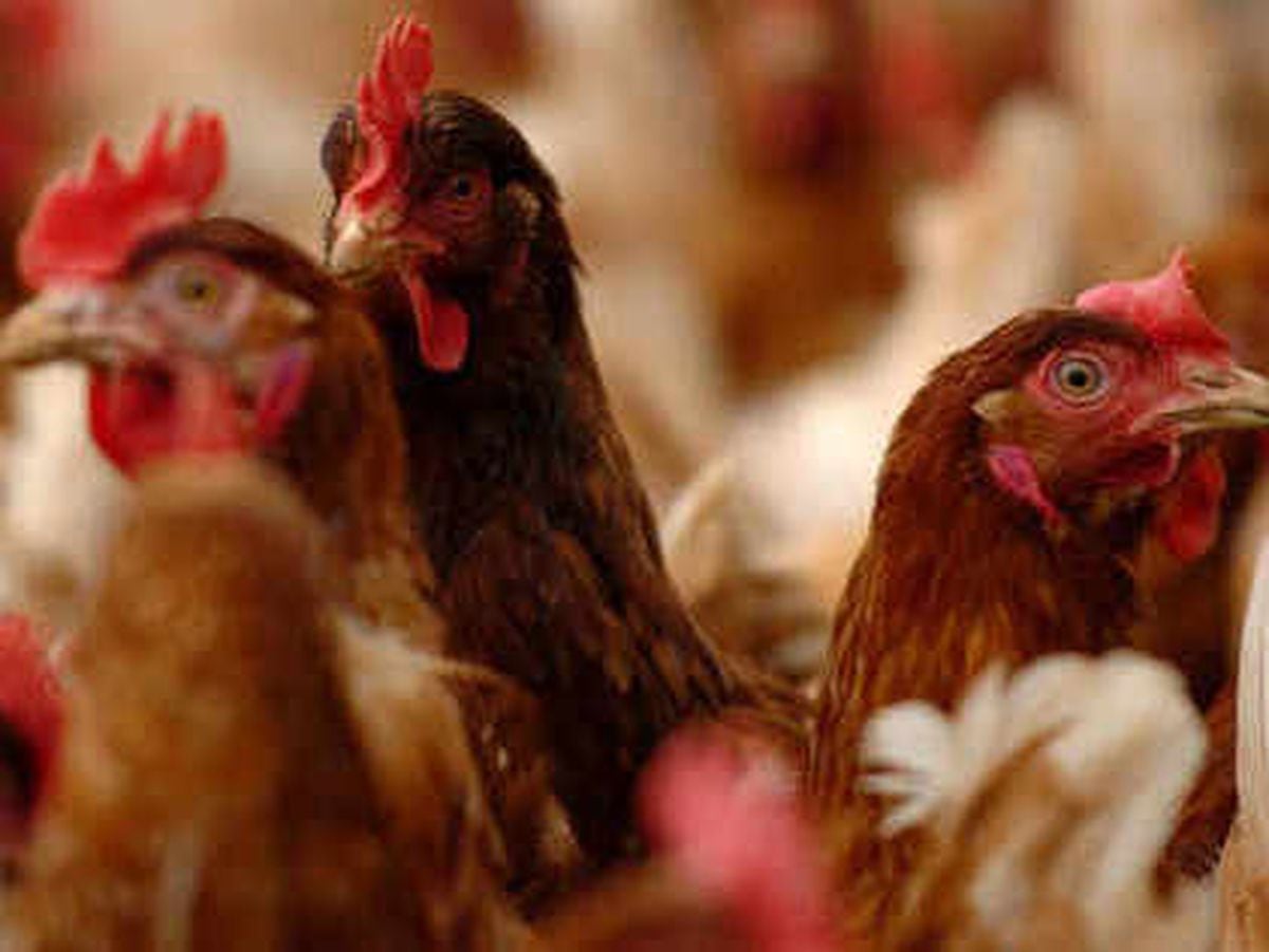 Minister may decide on 104,000-bird chicken farm scheme