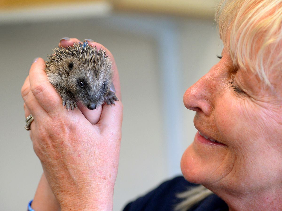 Fran Hill from Cuan Wildlife Rescue has been inundated with sick hedgehogs