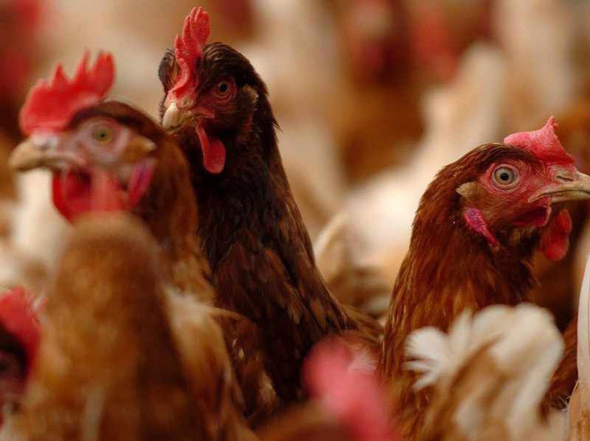 Environment fears as chicken farm plans to nearly triple number of birds