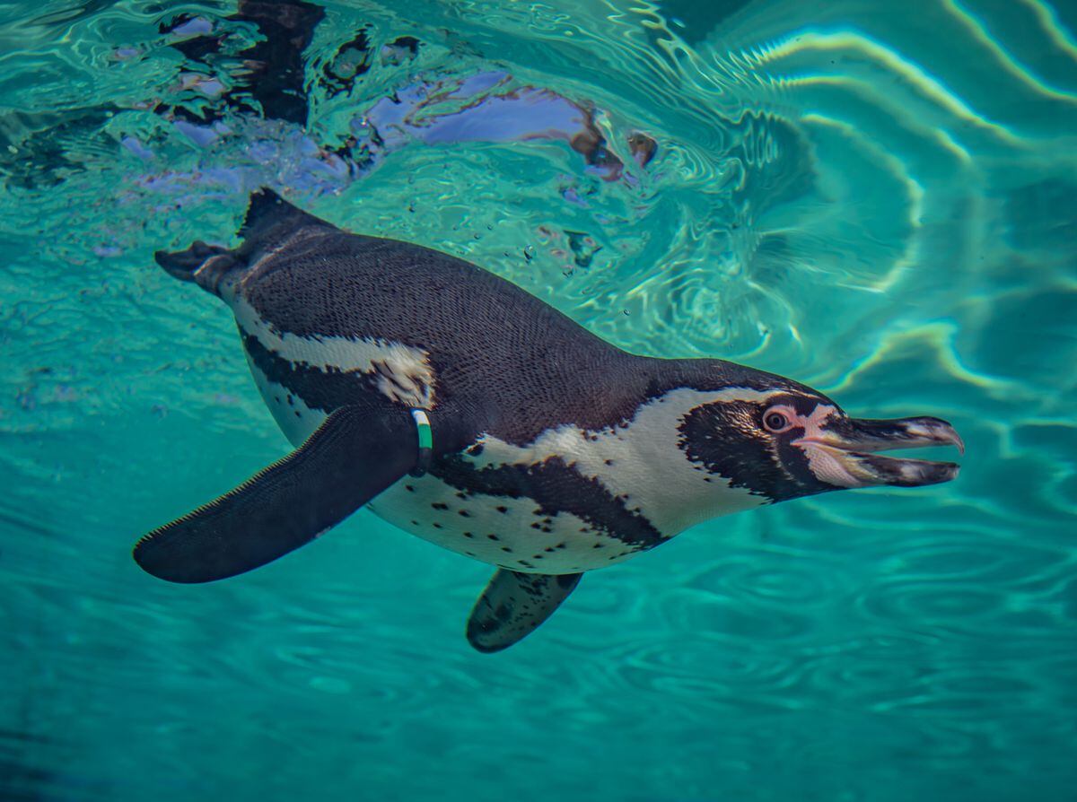 A Humboldt penguin