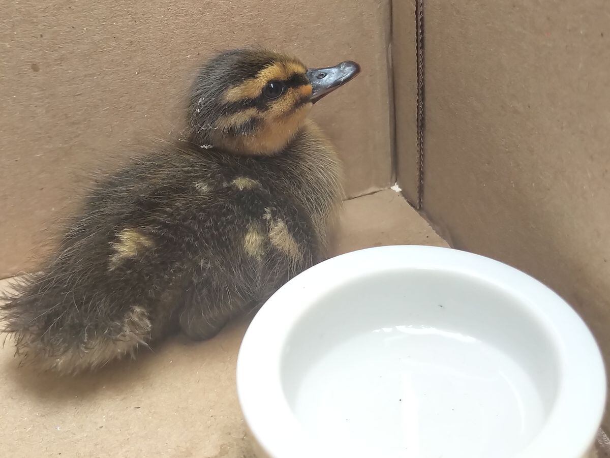 A rescued duckling