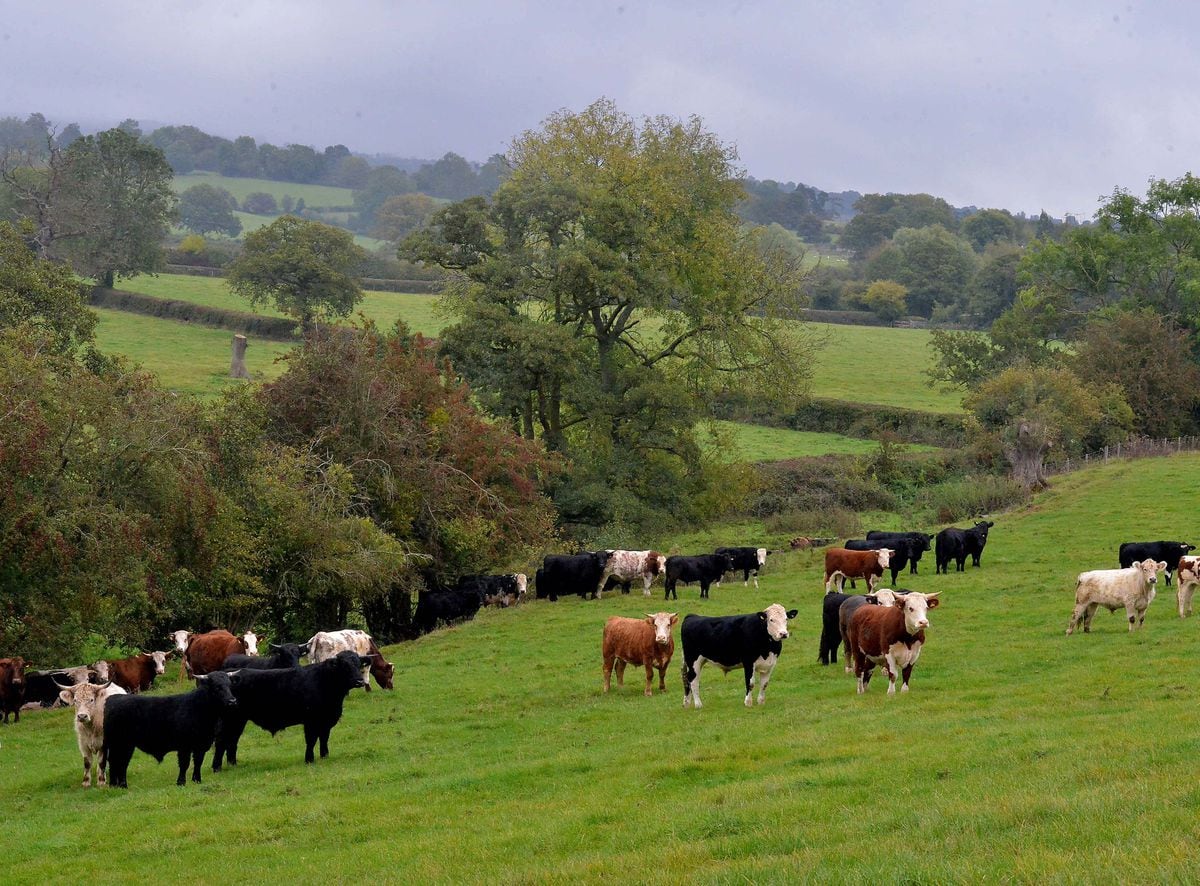 Cattle in fields around Caynham near Ludlow