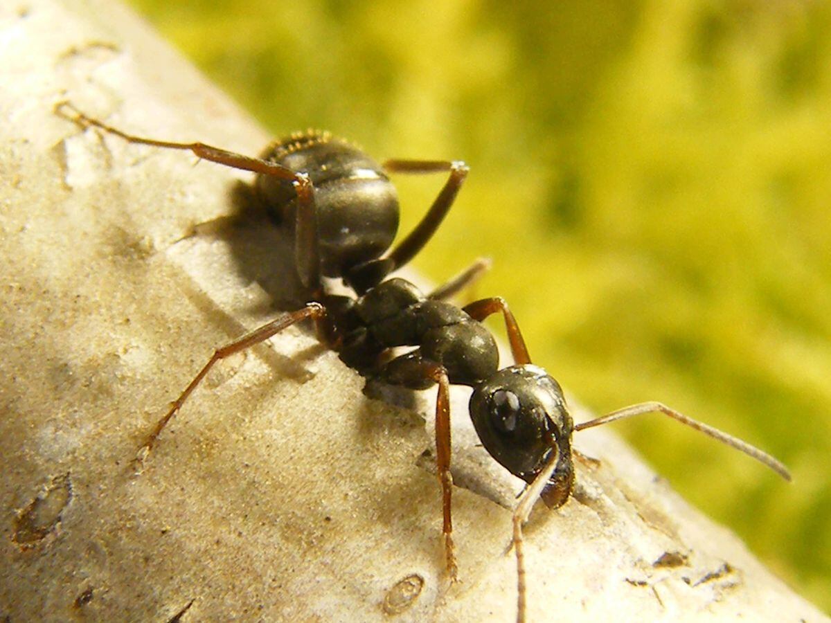 Ants can sniff out cancer