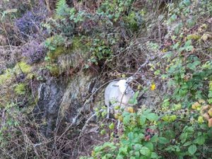 The sheep had fallen off the mountain ledge and was trapped in deep undergrowth