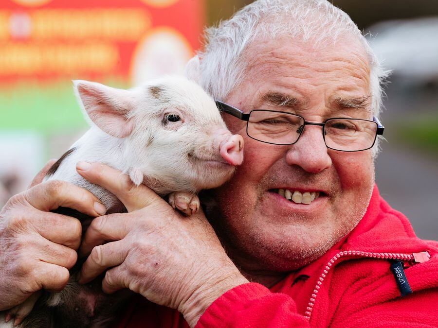 A litter of piglets have been born at Scotty's Donkeys and Animal Park in Norton. Pictured is owner Tony Scott.