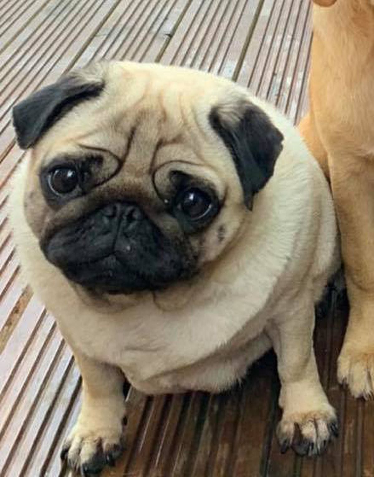 5 000 Reward For Safe Return Of Pregnant Pug Stolen From Telford Garden Shropshire Star