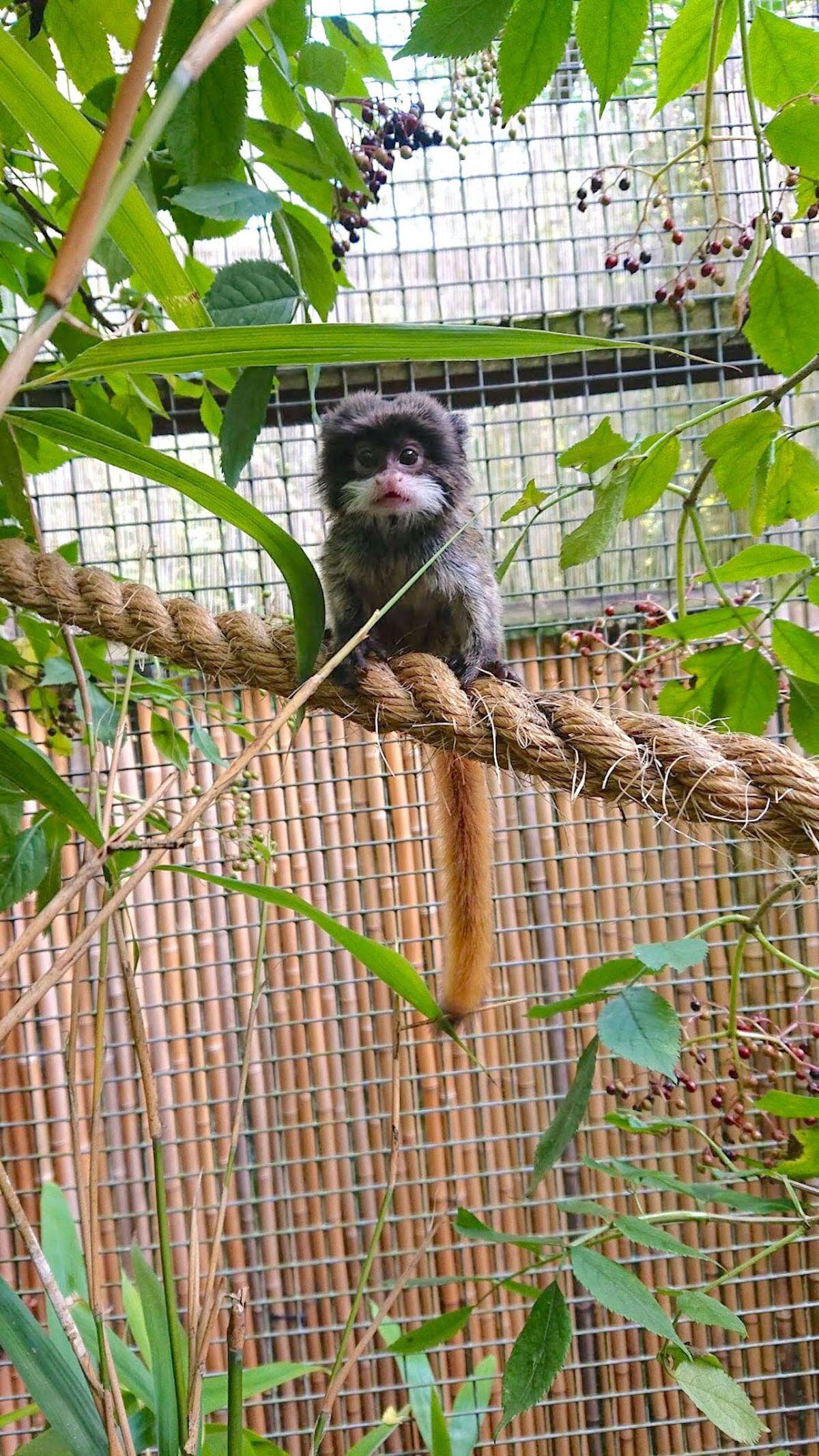 Marmite, the baby Emperor tamarin, born at Dudley Zoo and Castle