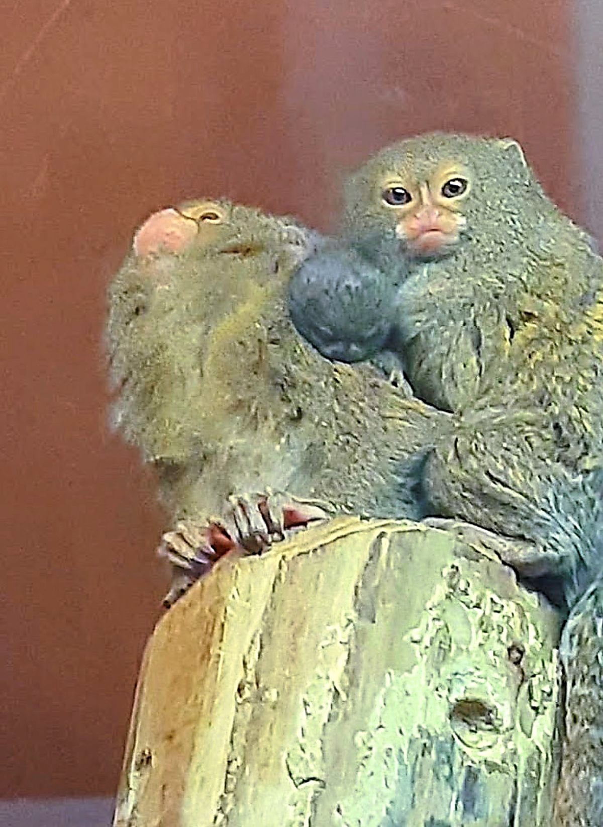 A pygmy marmoset baby inbetween a proud mum and dad at Dudley Zoo