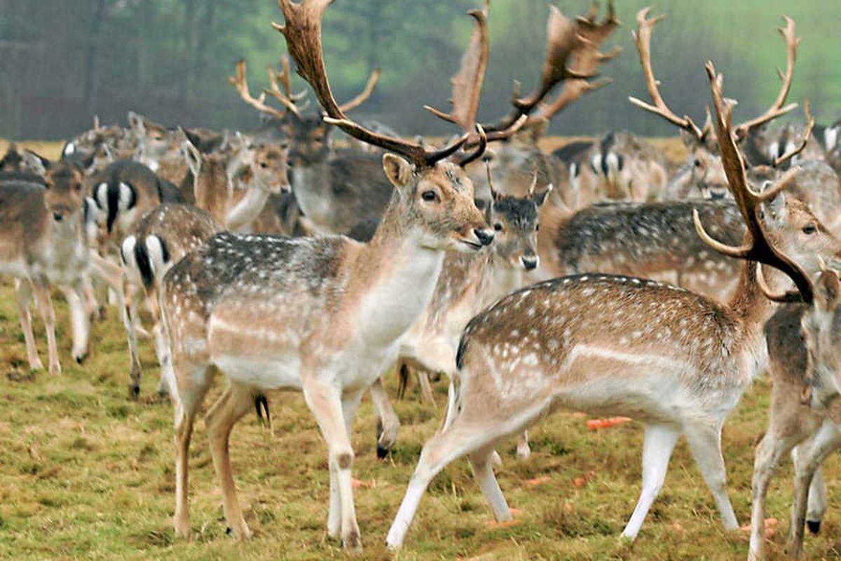 Dangers of wild deer on our roads | Shropshire Star