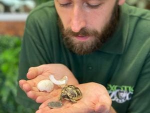 Exotic Zoo's Jack King with Squirt, the newly hatched Hermann's tortoise
