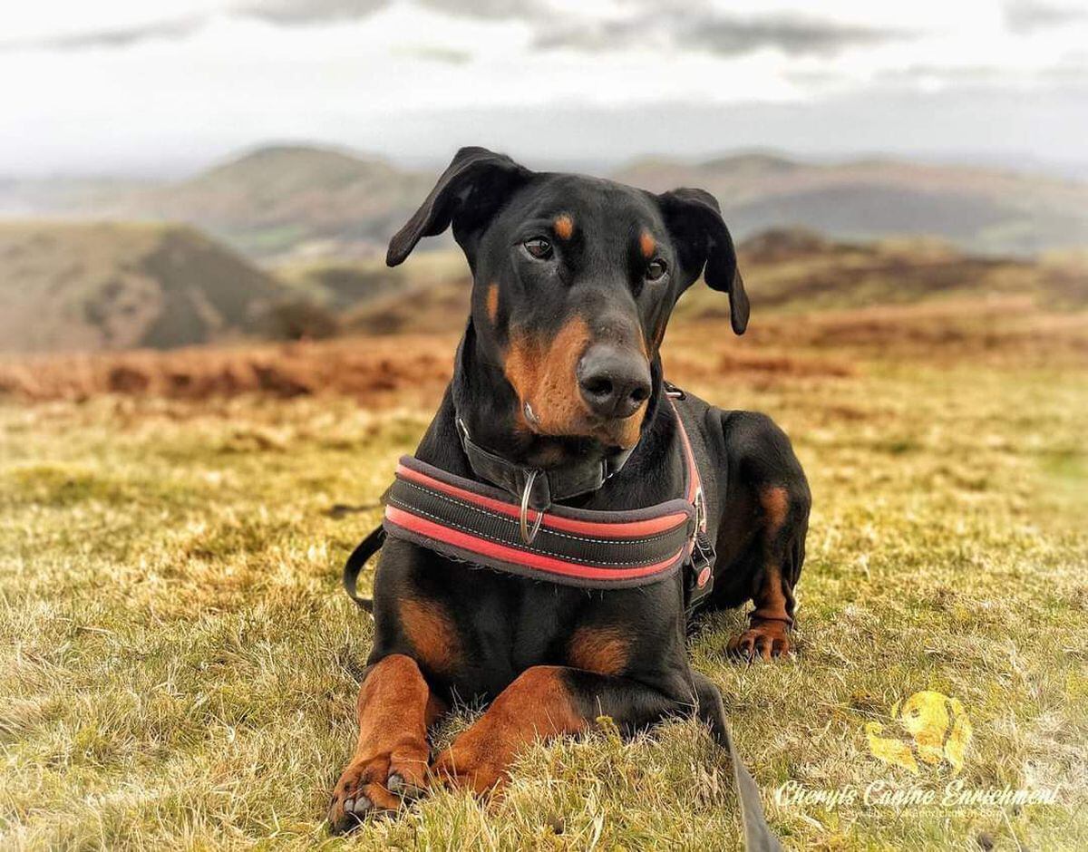 The JD Foundation is named in memory of an 11-year-old Doberman that died having never found his forever home