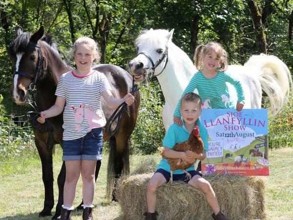 Preparing for Llanfyllin Show on August 12 are Teleri, Griff and Manon Watkins with their ponies, Polly and Casper.