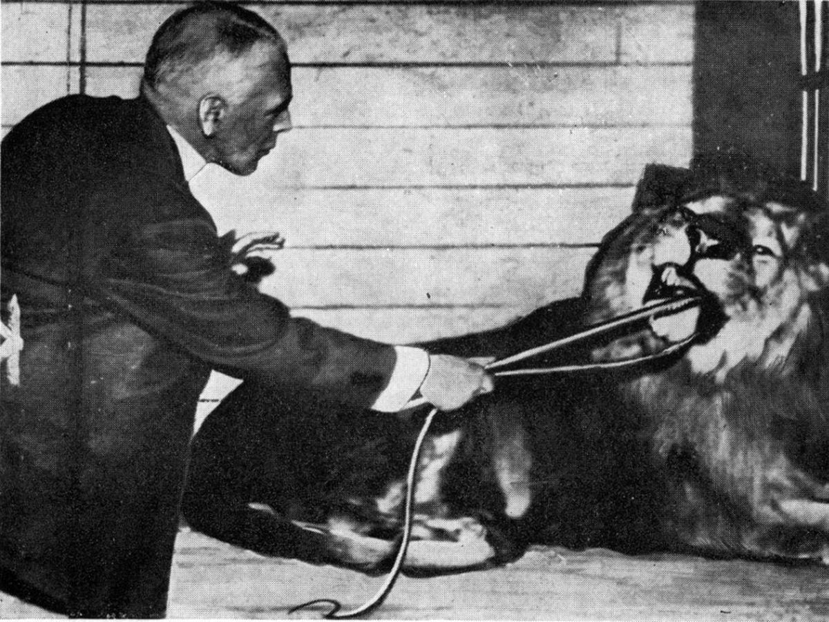 The vicar of Stiffkey became a lion tamer and was eaten by the lion