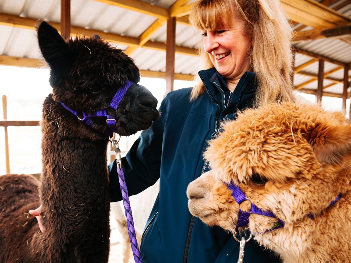 Niamh, Roz Edwards and Nonna from Mulberry Alpacas are looking forward to this weekend's British Alpaca Show at Telford International Centre – with all the ticket proceeds going to the Severn Hospice.