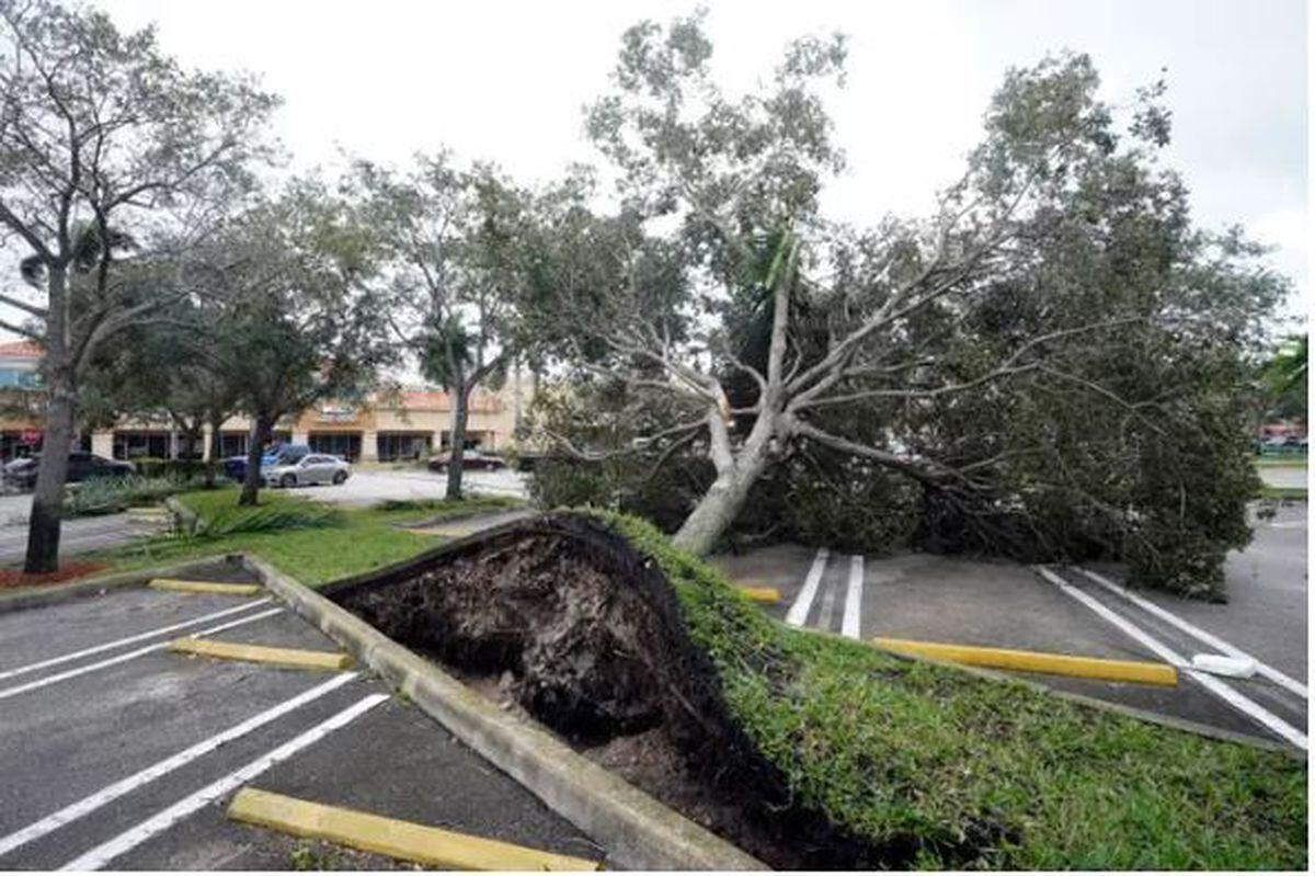 An uprooted tree, toppled by strong winds from the outer bands of Hurricane Ian, in a car park of a shopping centre in Cooper City, Florida (Wilfredo Lee/AP)