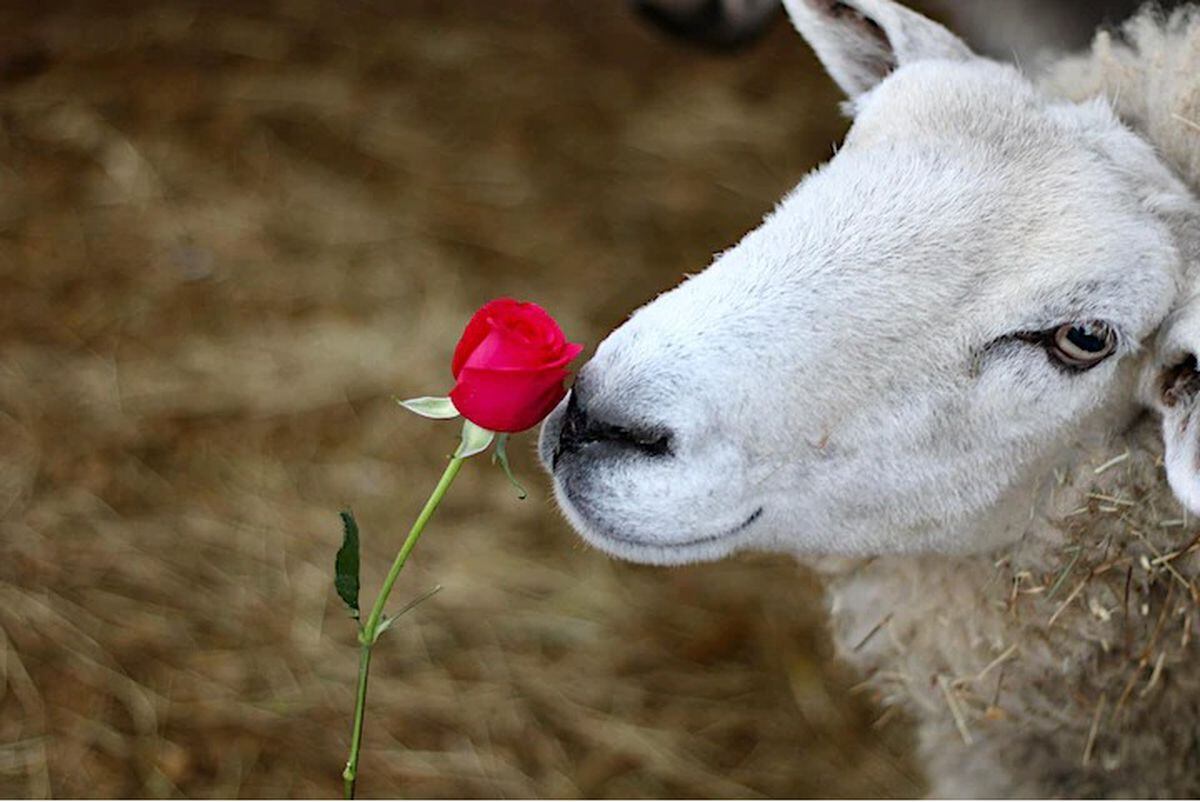 Severn Valley Donkey and Dog Rescue is hosting special Valentine's Day mornings with its animals. Photo: Tom Ball.