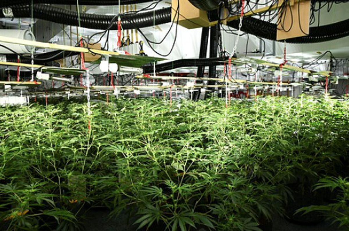 The cannabis factory found inside the former Park Lane Nightclub last year