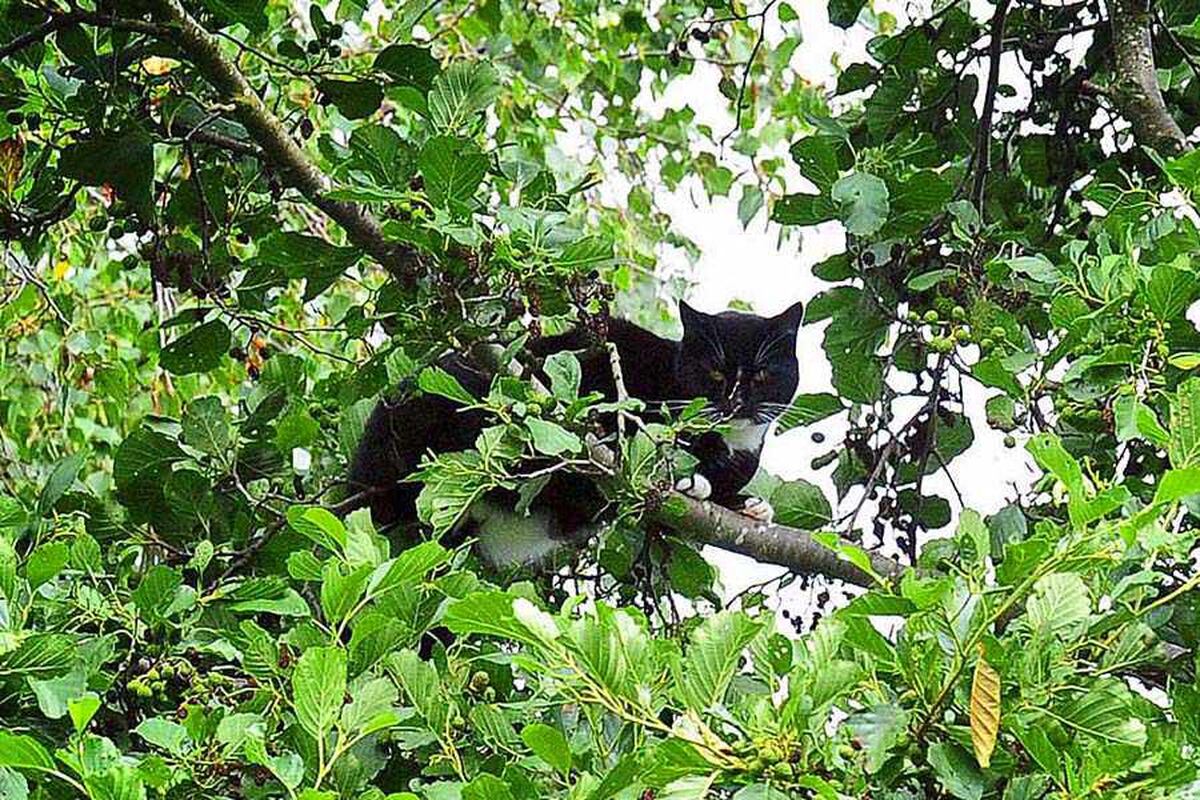 Cat stuck tree in Telford for three days Shropshire Star