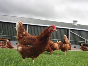Campaigners are pressing the Welsh Government over the amount of chicken farms being built in the country.