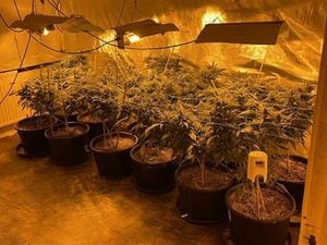 Police said they had seized 70 plants during the raid