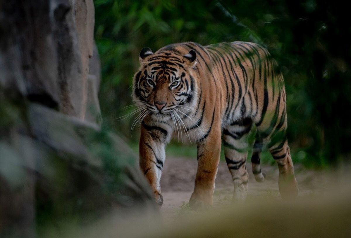 The births are a big step towards the protection of the endangered species of Sumatran tigers