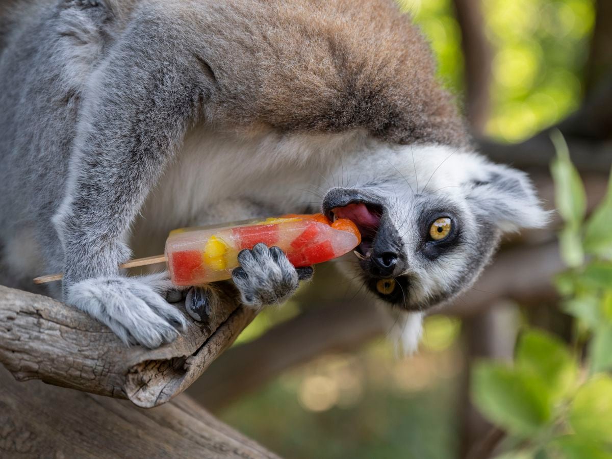 Lemurs and Lollies 
