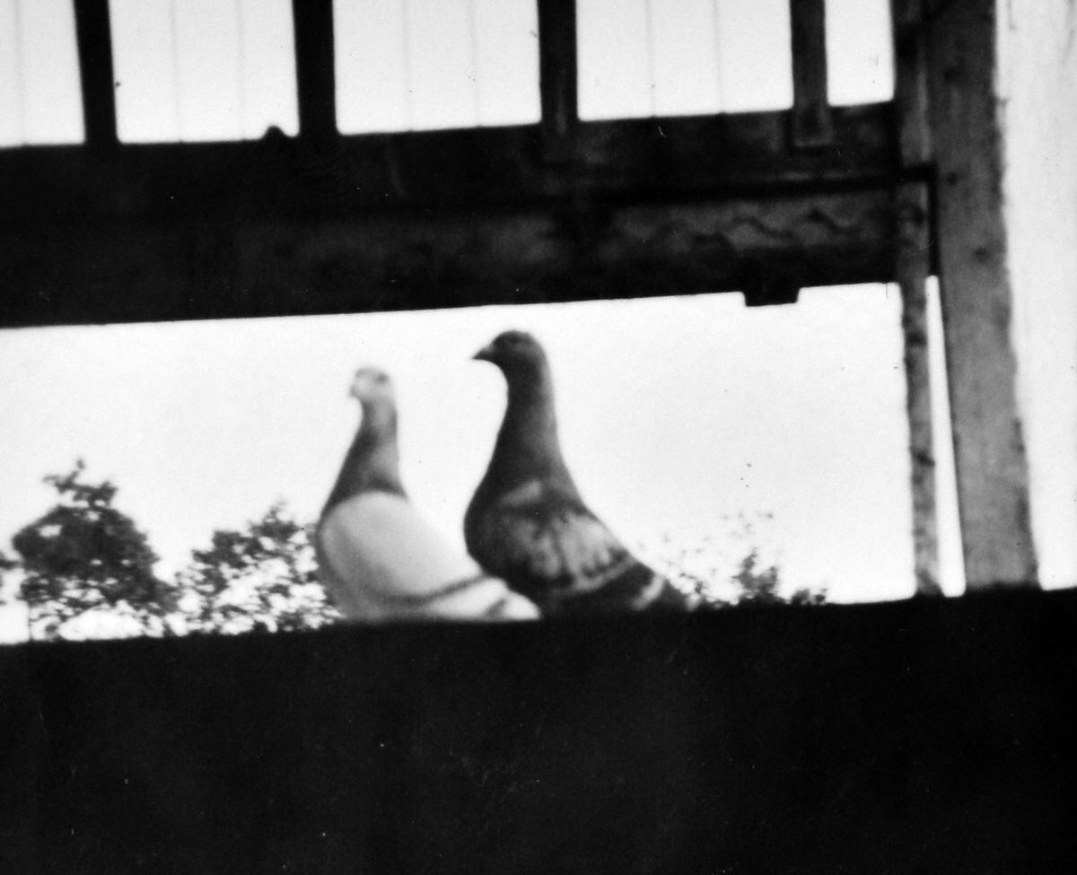 Flying stars – some of Lionel's racing pigeons.