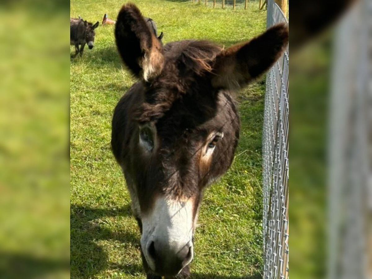 'One-eyed Jack' still going strong at Shropshire Donkey Rescue 15 years after rescue 