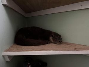 The otter was discovered in a utility room. Photo: Teme Veterinary Practice