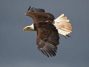 An image of the missing eagle released by police