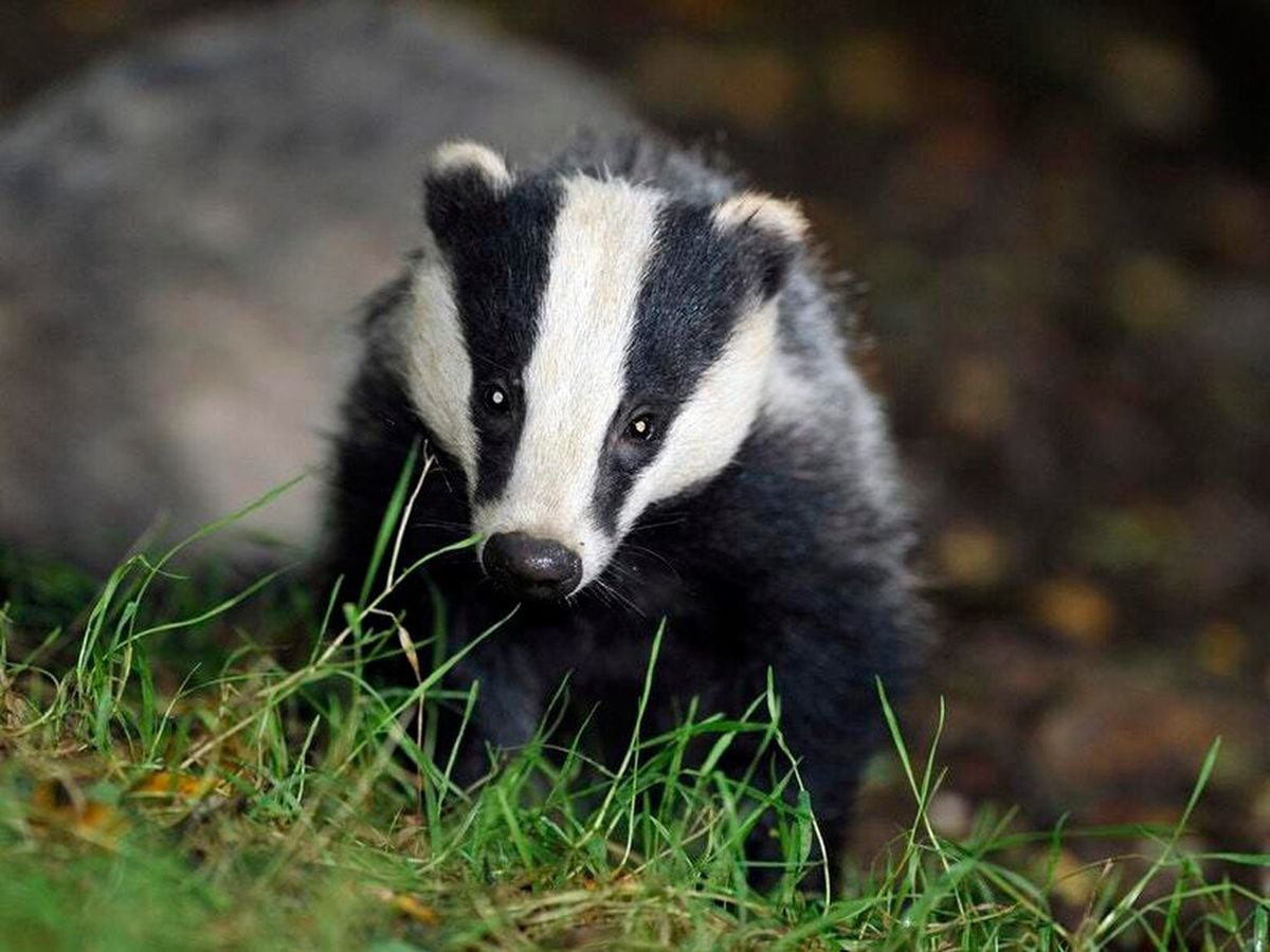 Mike Lockley on badgers – are they a wonder of nature or a disease-spreading pest? 