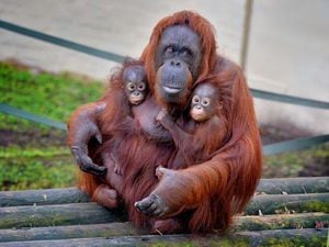 Dudley Zoo's Bornean orangutang Djmat with babies Jim and Joe