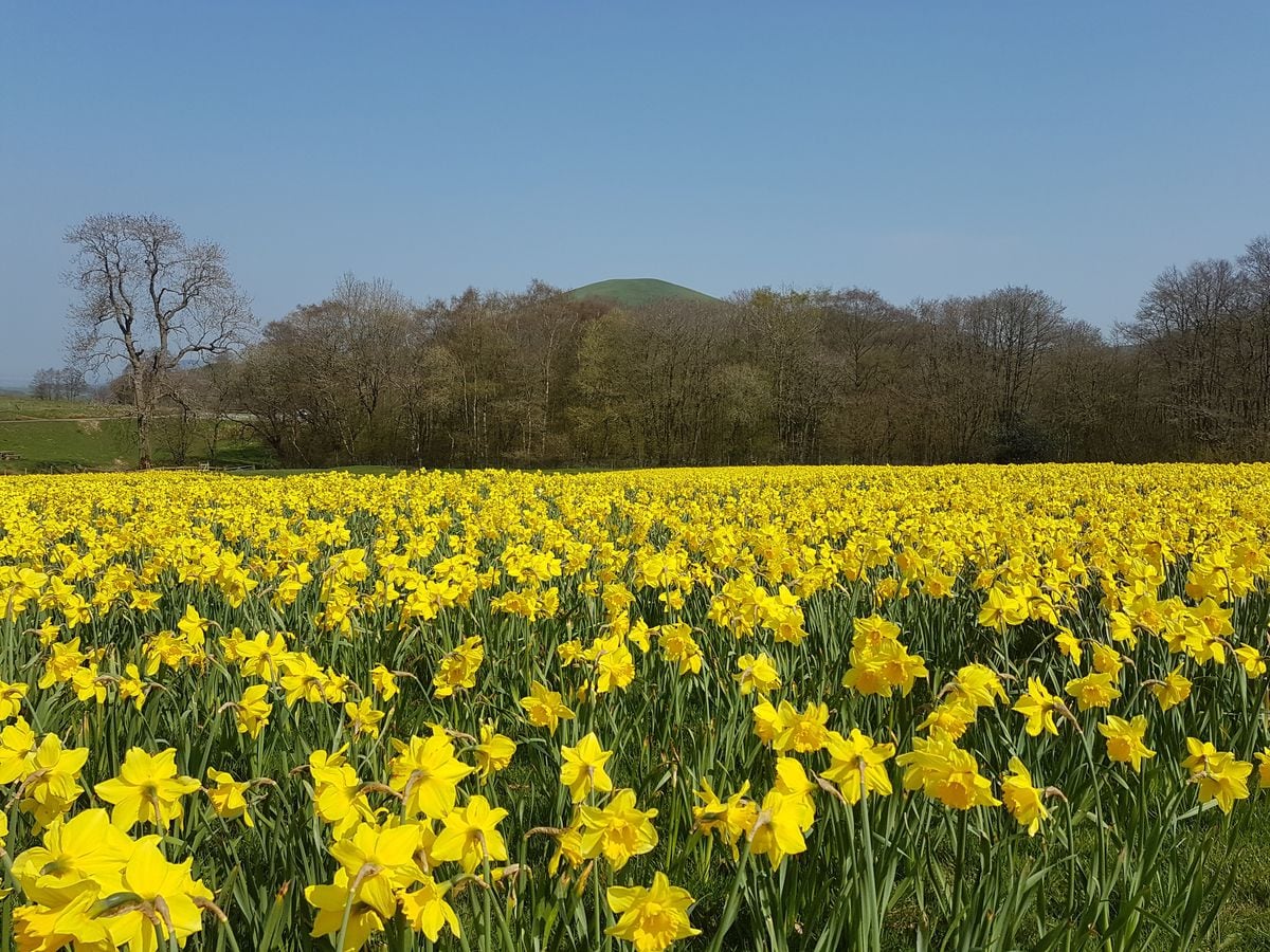 People are being invited to experience the golden field of 170,000 daffodils and raise money for Marie Curie