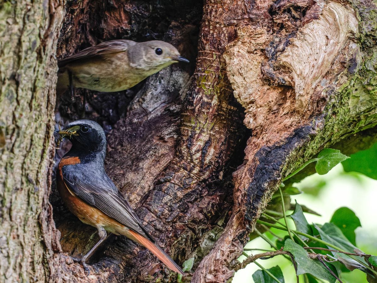 Male and female Redstart feeding nest by Terry Moore