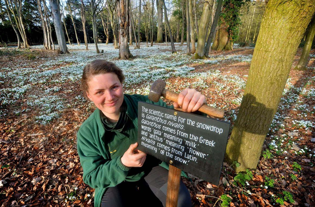 SHREW COPYRIGHT SHROPSHIRE STAR STEVE LEATH 09/02/2023..Pic at Attingham Park (Natioanl Trust), Shrewsbury, where the snowdrops are in full effect. Gardener: Esther Cooper-Wood is pictured..