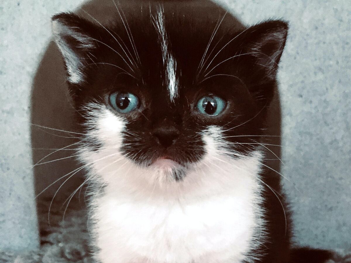 ‘Adorable’ dwarf kitten gets new home Shropshire Star