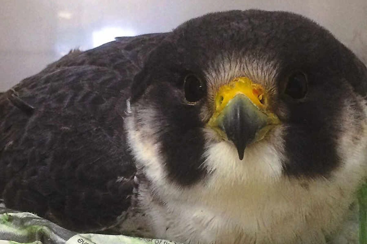 TLC is getting falcon rescued from Shropshire cliff back to health