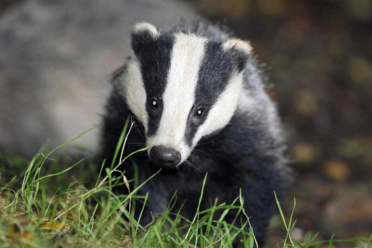 Badger cull: The case for
