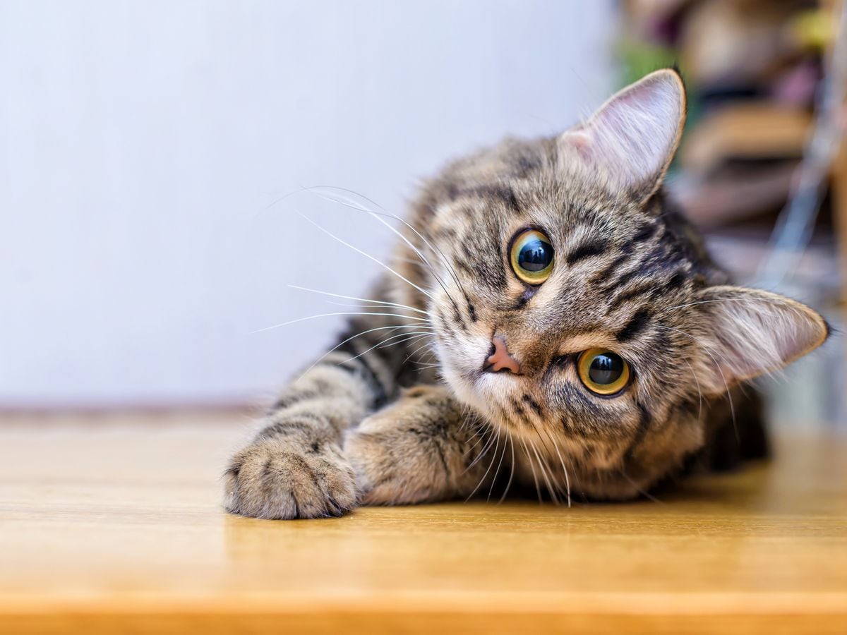 Vets have seen several cats come in with fatal antifreeze poisoning in recent days. Stock photo