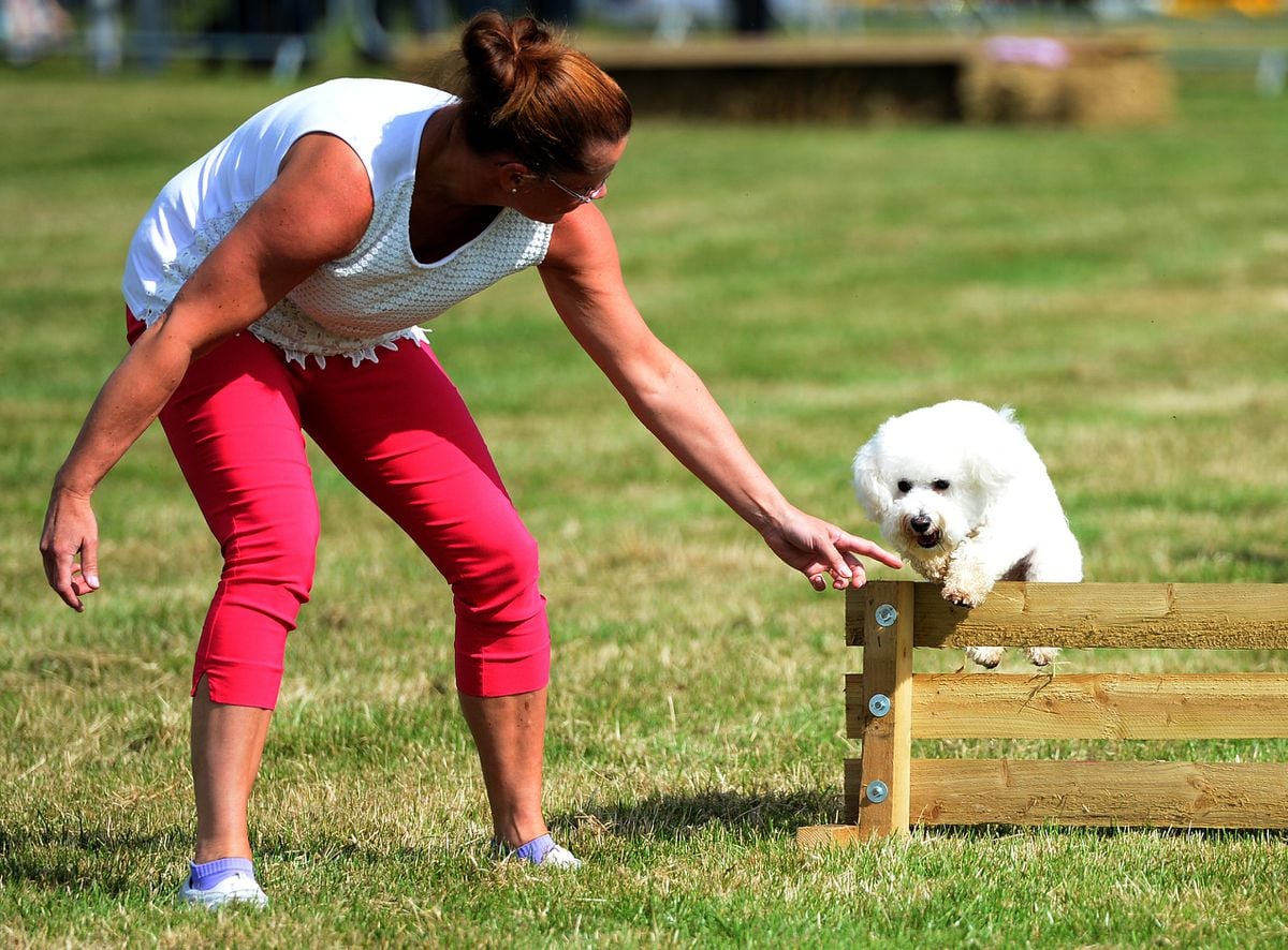 The Eccleshall Show. Pictured: Nicky Clare and her dog Archie have a go at the agility course