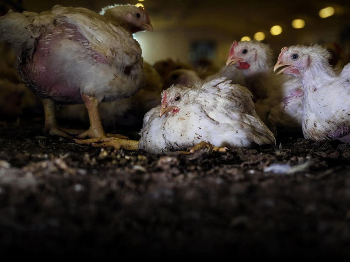 Chicken farm appeal to be heard