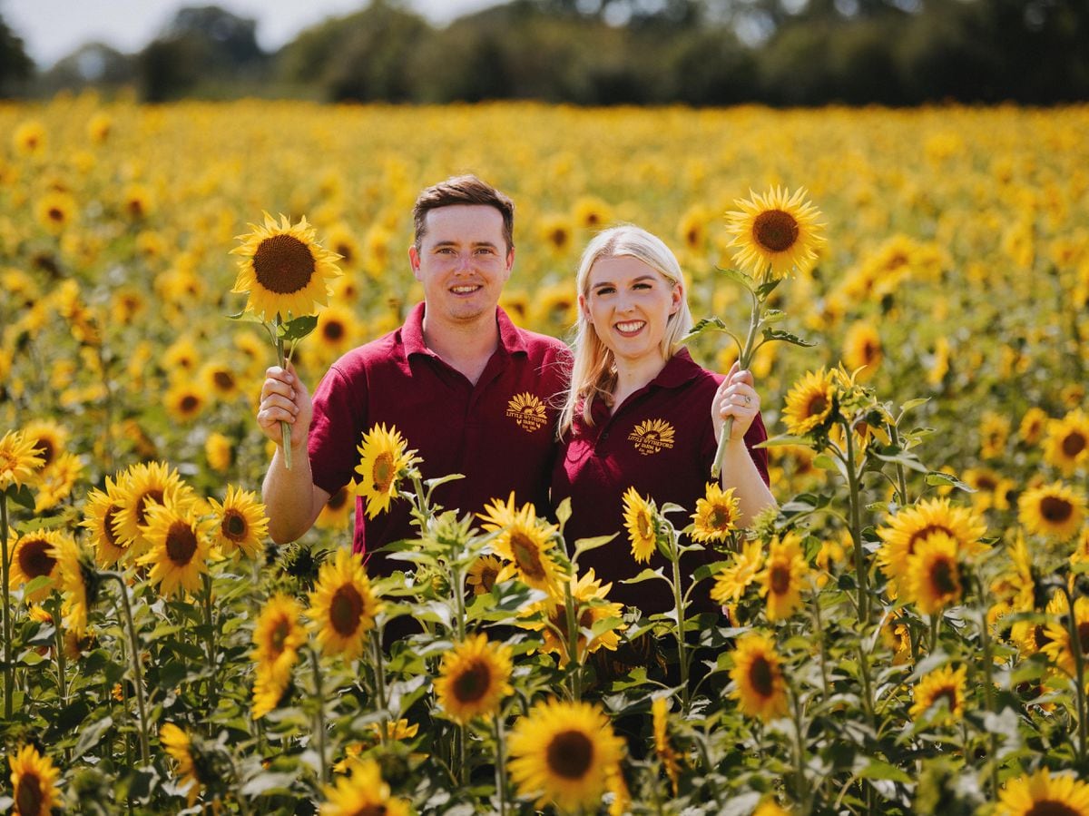  Simon Davies and Amelia Davies at Little Wytheford Farm, are thrilled to welcome visitors back for their third year of pick your own sunflowers